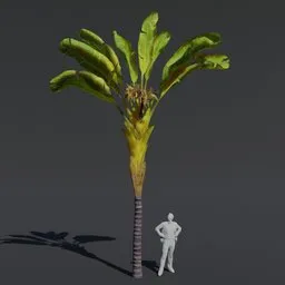 "Highly detailed Banana Palm tree 3D model for Blender 3D, with PBR textures and materials. Perfect for cinematic projects and game asset creation. Includes interior potted palm trees and realistic shaders."