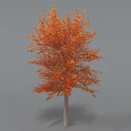 Forest Tree