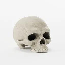 "Mid-poly PBR Skull 3D Model for Blender 3D: Hyperrealistic museum piece with a centered small white skull sitting on a white surface. Perfect for death and dying, skeleton, and hyperrealism artstyle renderings."