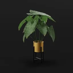 Elephant Ear Taro Grown Var Potted