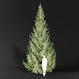 Norway Spruce Picea Abies 6.7m