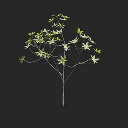 Mangrove Plant + Geometry Nodes + Animation