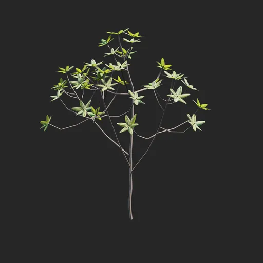 Mangrove Plant + Geometry Nodes + Animation