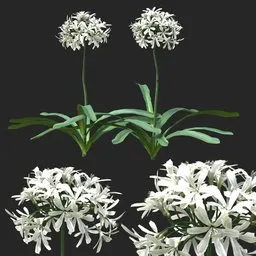 White Clustered Flowering Plant