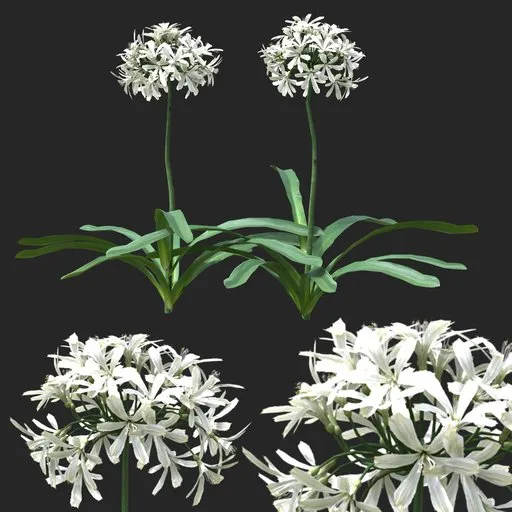 White Clustered Flowering Plant