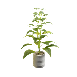 Realistic 3D model of a potted plant, designed in Blender, featuring detailed foliage.