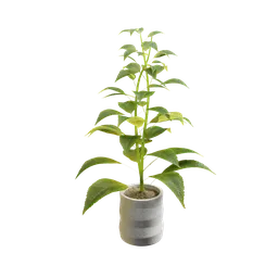 "Modular plant rendered in Blender 3D, featuring realistic leaves and soil inside a concrete pot. Ideal for indoor nature scenes and game development. Find the perfect 3D model for Blender 3D with this high-quality, visually appealing asset."