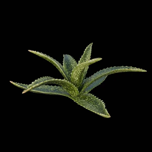 Desert Bush