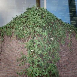 Realistic Ivy Creeper 3D Model for Blender, lush foliage asset for gaming and virtual environments.