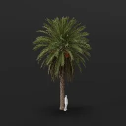 Date Palm Tree Med Var