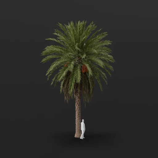 Date Palm Tree Med Var