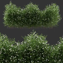 Multiple Flowering Bush Plant