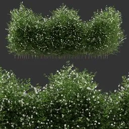 Multiple Flowering Bush Plant