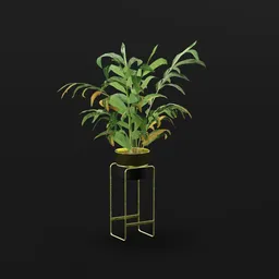 Alpania Galanga Med Potted Plant