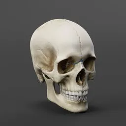 Stylized Human Skull