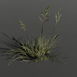 Plant Poa Alpine Medium