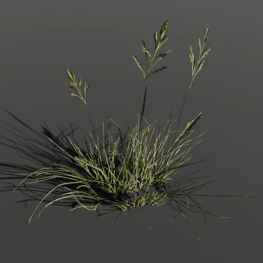 Plant Poa Alpine Medium