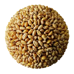 Wheat Grain
