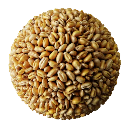 Wheat Grain