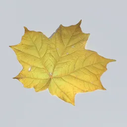 Sugar Maple Leaf