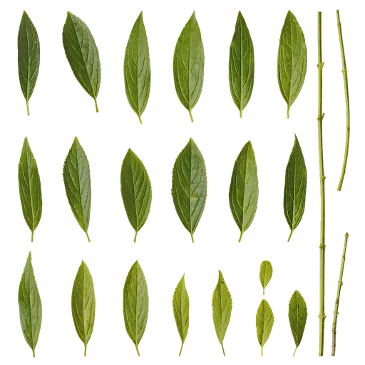 Forsythia viridissima Leaf