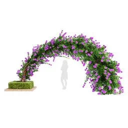 Climbing Roses Garden Bow Grow Purpel