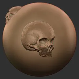 Skull Left Profile
