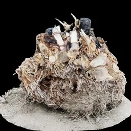 Tree Root Ball