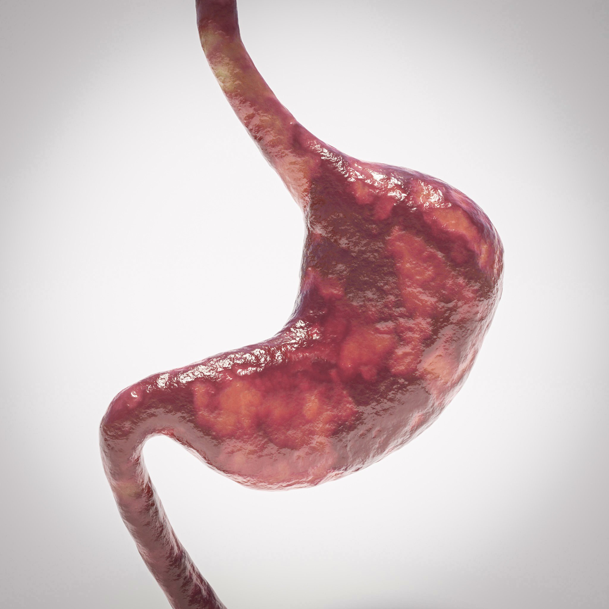 Human Stomach Internal Organs Models BlenderKit