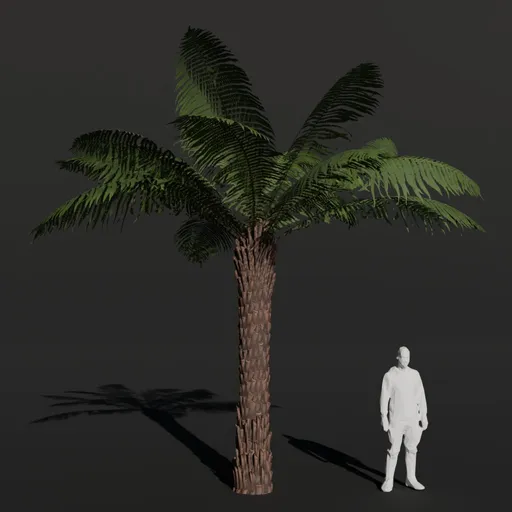 Tree Fern Medium
