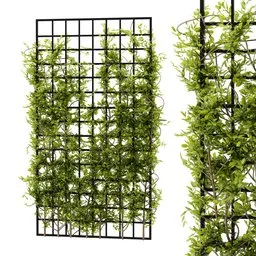 ivy wall grid plant