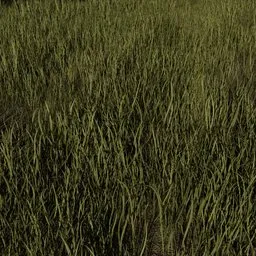 Wild Grass Animated