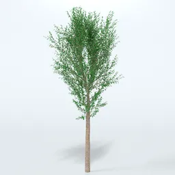 Forest Tree