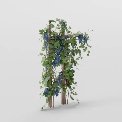 Dense Grapevines