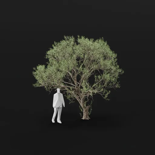 Olive Tree Decay Adult