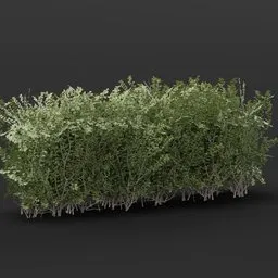 Detailed 3D boxwood hedge model for urban and royal garden scenes in Blender, optimized for game environments.