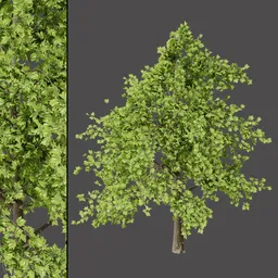 Dense Foliage Tree