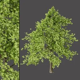 Dense Foliage Tree