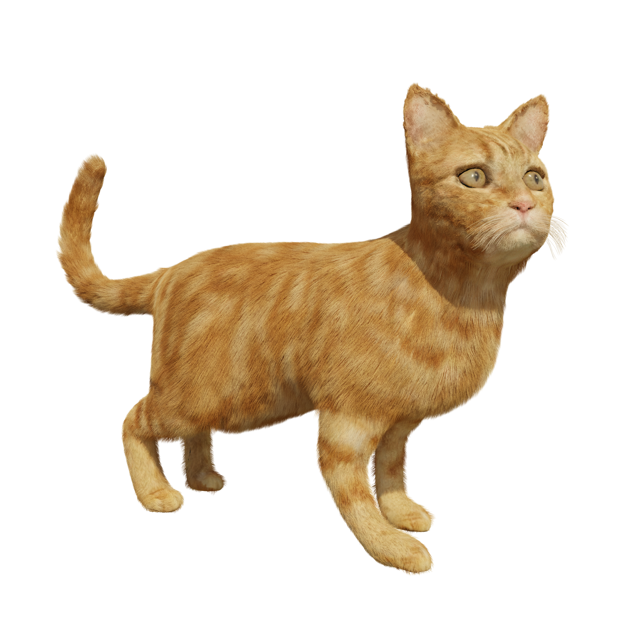 Ginger Cat (rigged with IK) | FREE 3D Mammal models | BlenderKit