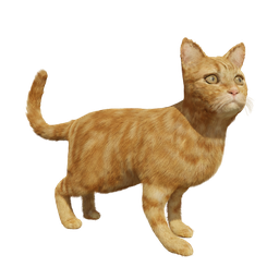 Ginger Cat (rigged, optional hair)