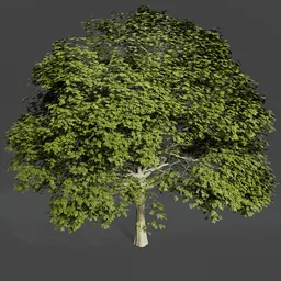 Oak tree animated
