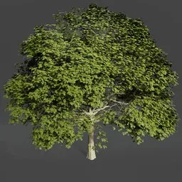 Oak tree animated