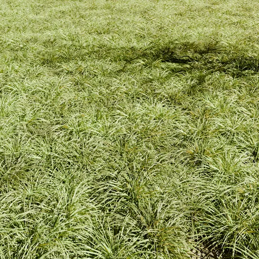 Grass