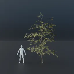 Oak Tree - Sapling Large (Spring)