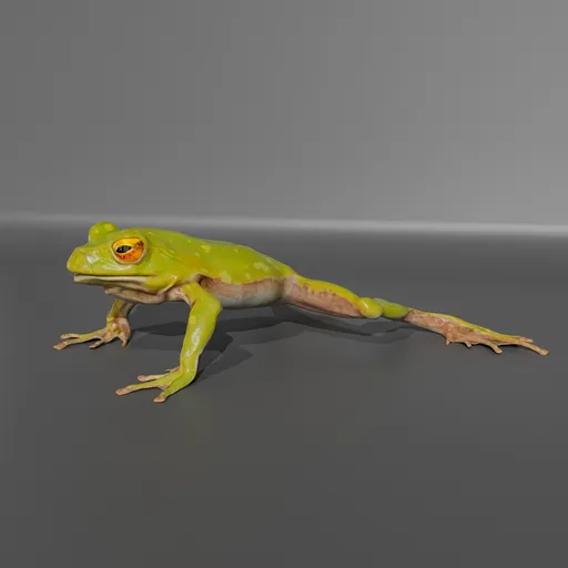 Schlegel's Tree Frog