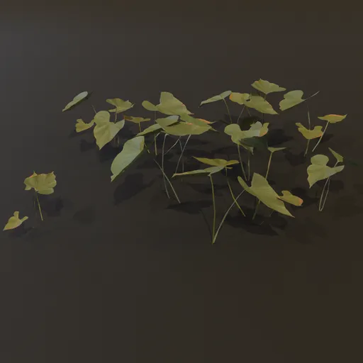 Ground Cover Big Leaves GN