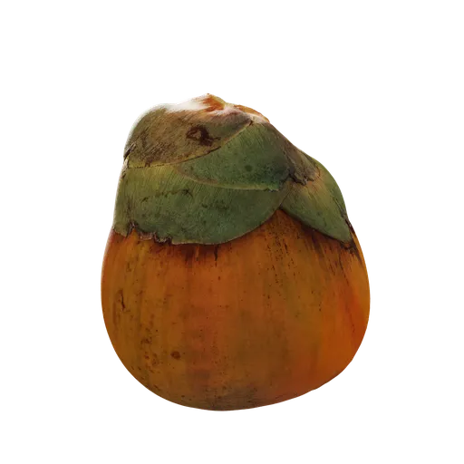 Borassus flabellifer Fruit