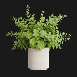 Eucalyptus Potted Plant Indoor Decoration