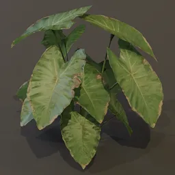 Elephant Ear Taro Plant Grown