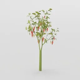 Pepper Plant